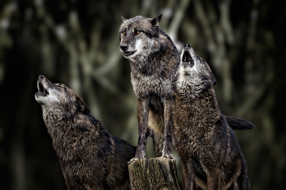 Родина дружелюбного волка. Волки стая. Три волка. Стая Волков.