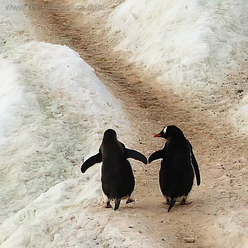 Пингвины идут с пляжа молча. Пингвин демотиватор. Пингвин идет. Пингвины любовь на всю жизнь. Два пингвина.